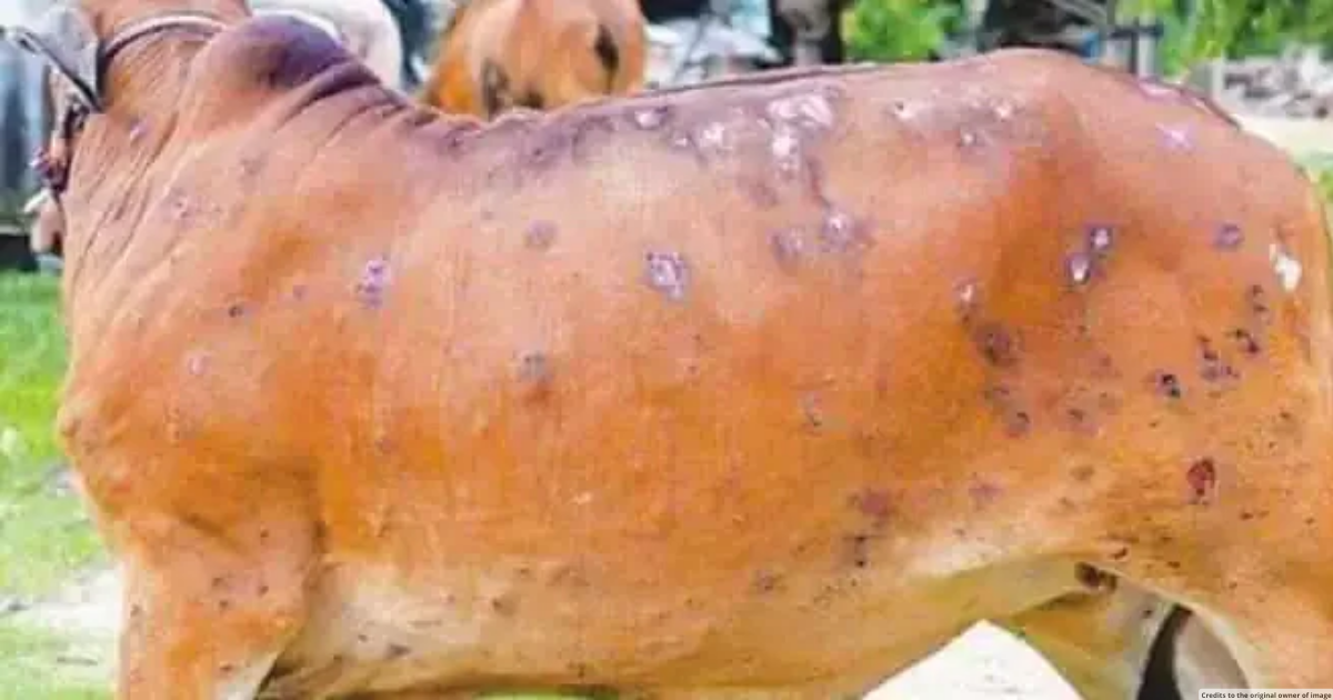42 cattle die due to Lumpy Skin Disease in Maharashtra